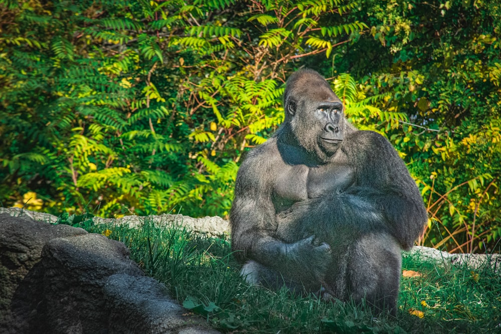 black gorilla on green grass during daytime