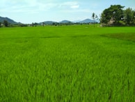 A vast rice field stretching to the horizon with farmers harvesting under a bright blue sky.