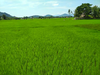 A panoramic view of vast rice fields under a clear sky with a container ship loading bulk goods in the background.