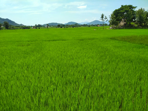 A panoramic view of vast rice fields under a clear sky with a container ship loading bulk goods in the background.