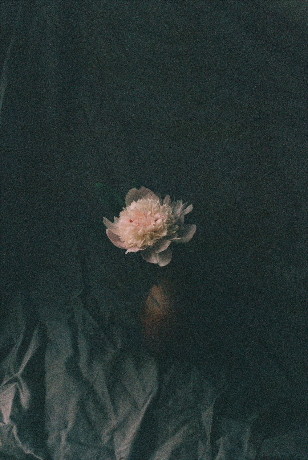 white flower on black textile