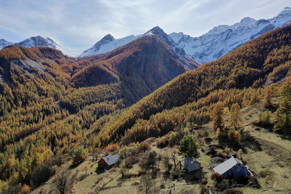 green and brown trees near mountain under blue sky during daytime