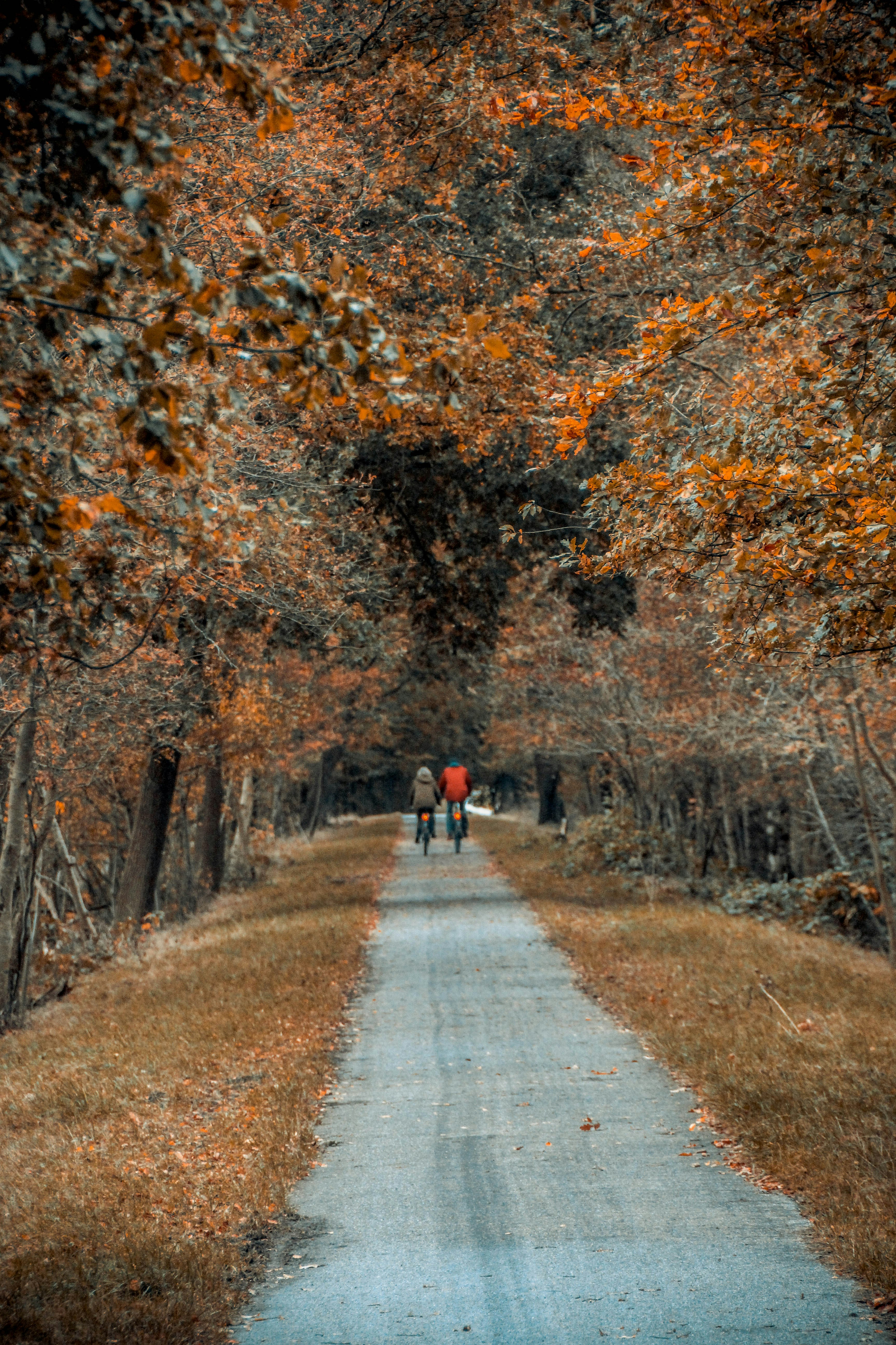 person in red jacket walking on gray pathway between brown trees during daytime