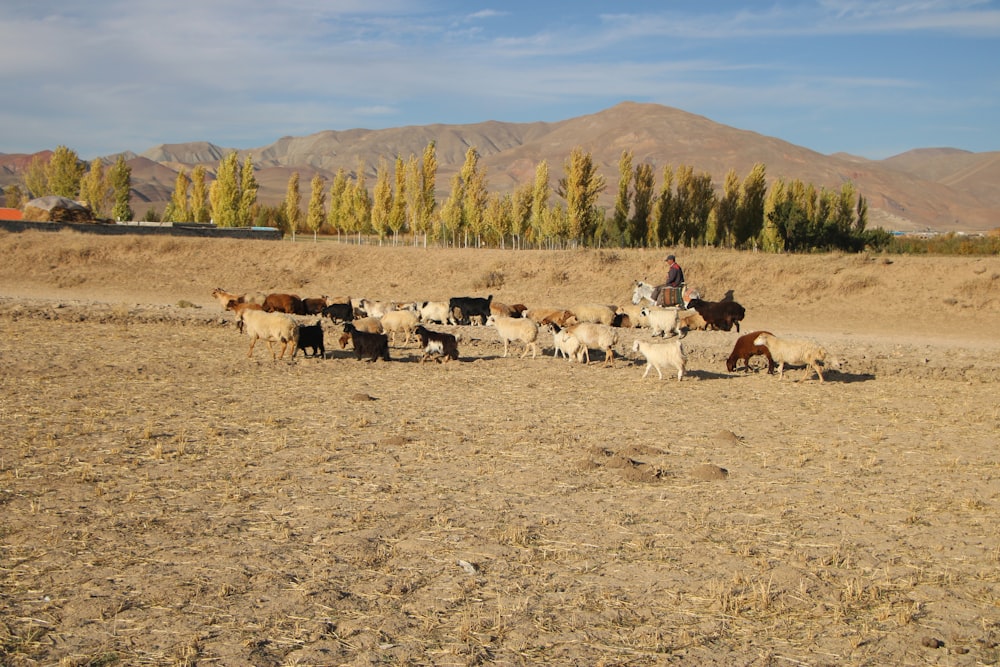herd of white and brown goats on brown field during daytime