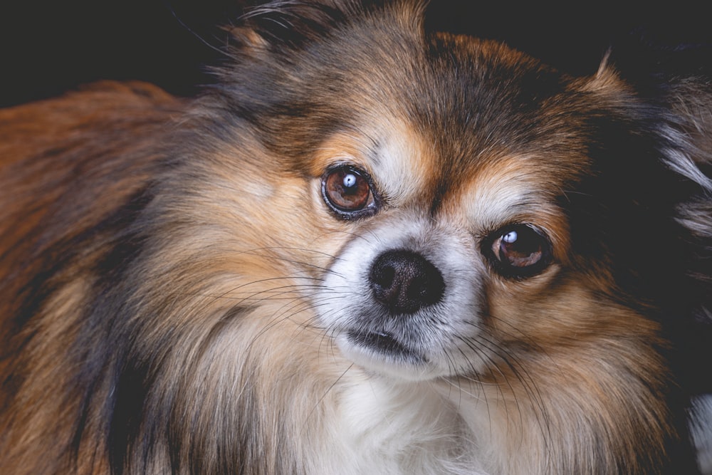 brown white and black long coat small dog