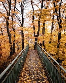 brown wooden bridge in between brown trees during daytime