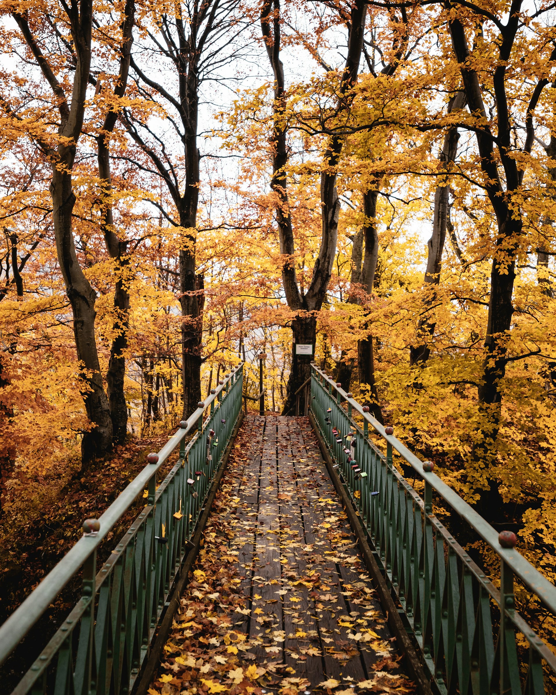 brown wooden bridge in between brown trees during daytime