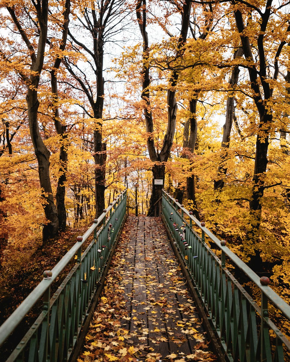 brown wooden bridge in between brown trees during daytime