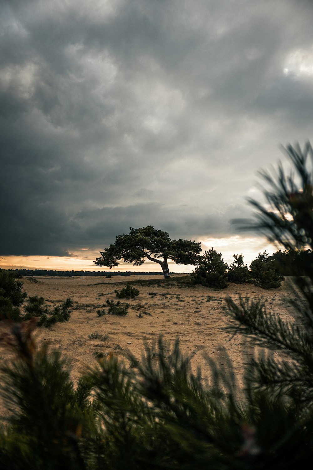 green trees on brown sand under gray cloudy sky
