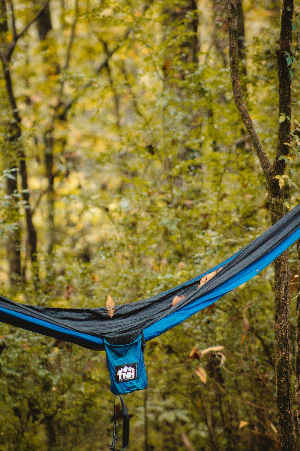 blue hammock in forest during daytime