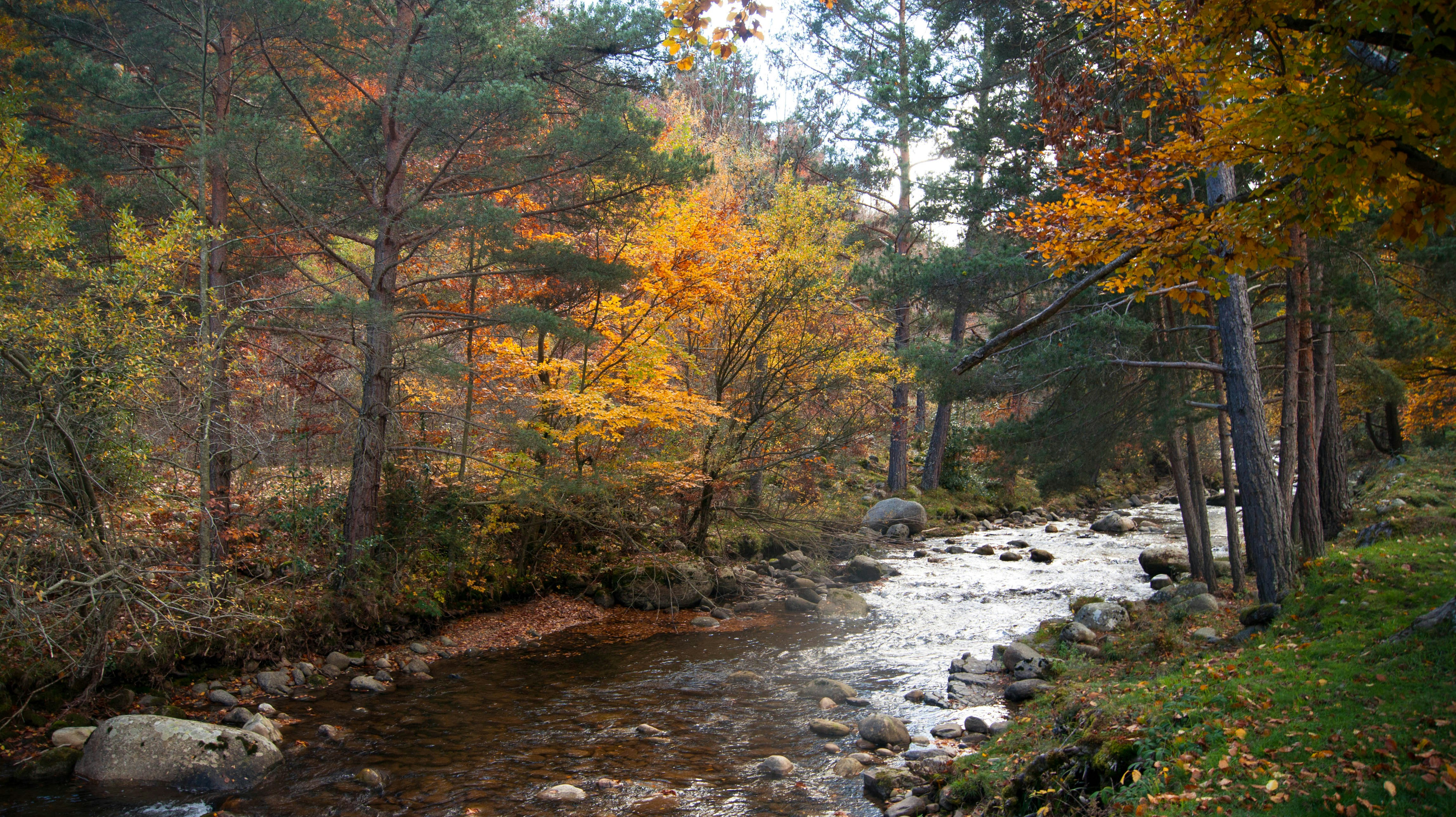 river in the middle of trees