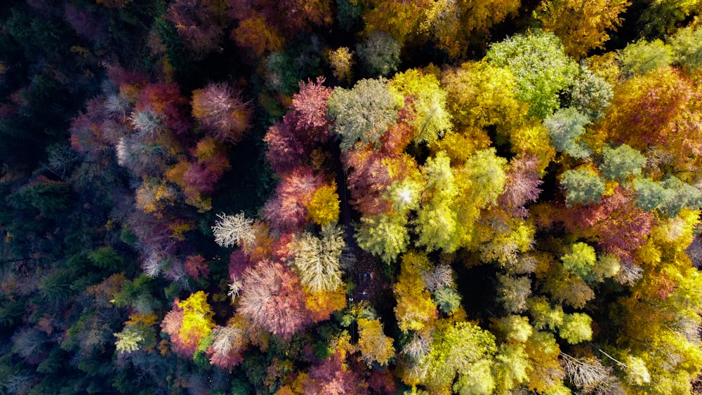 green and brown trees during daytime