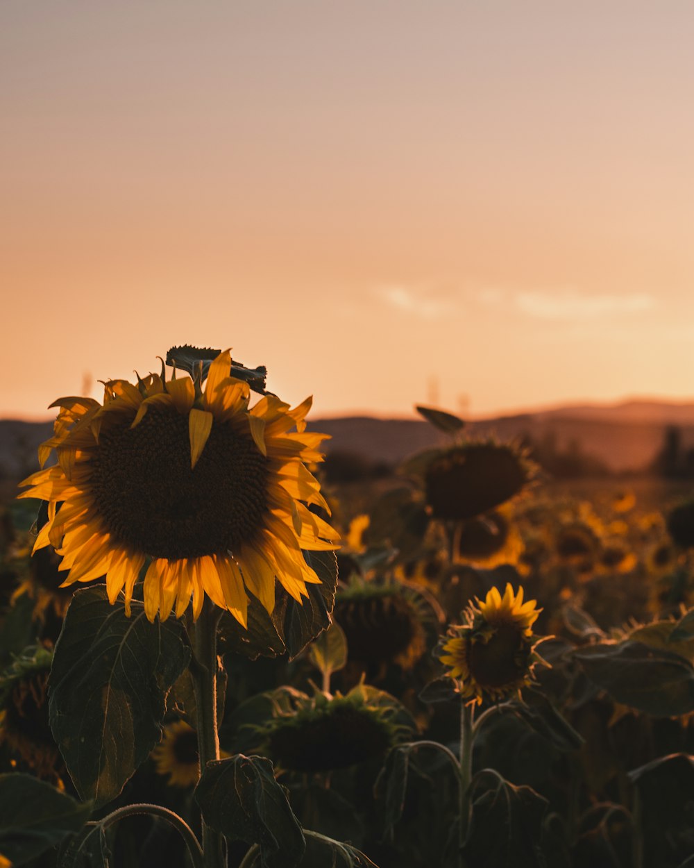 sunflower field under gray sky during daytime