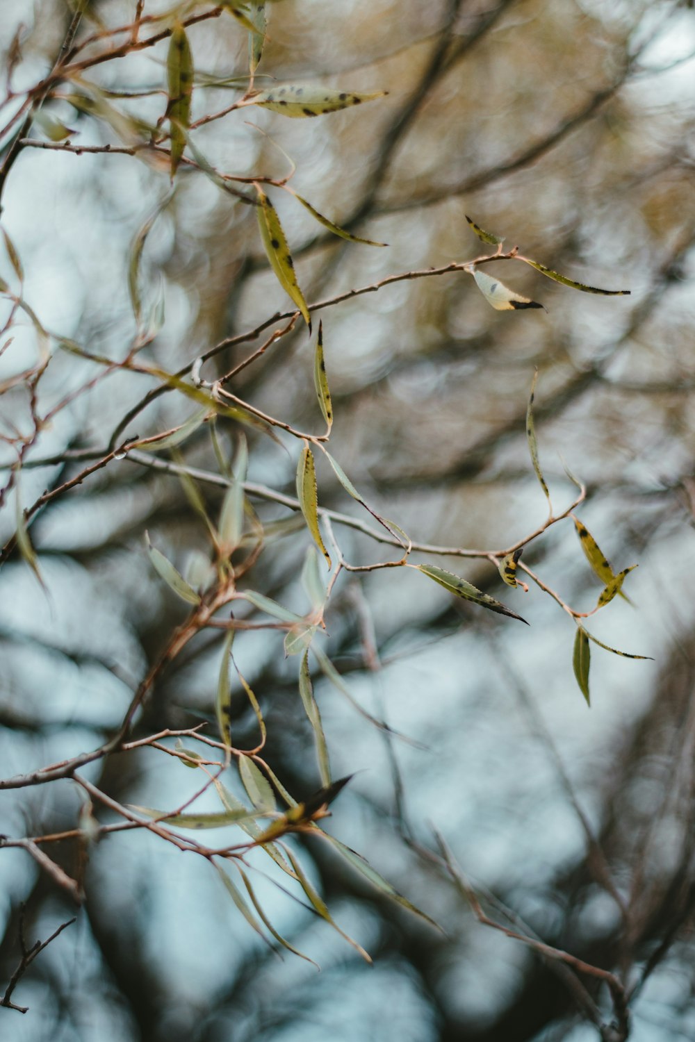 brown tree branch with snow