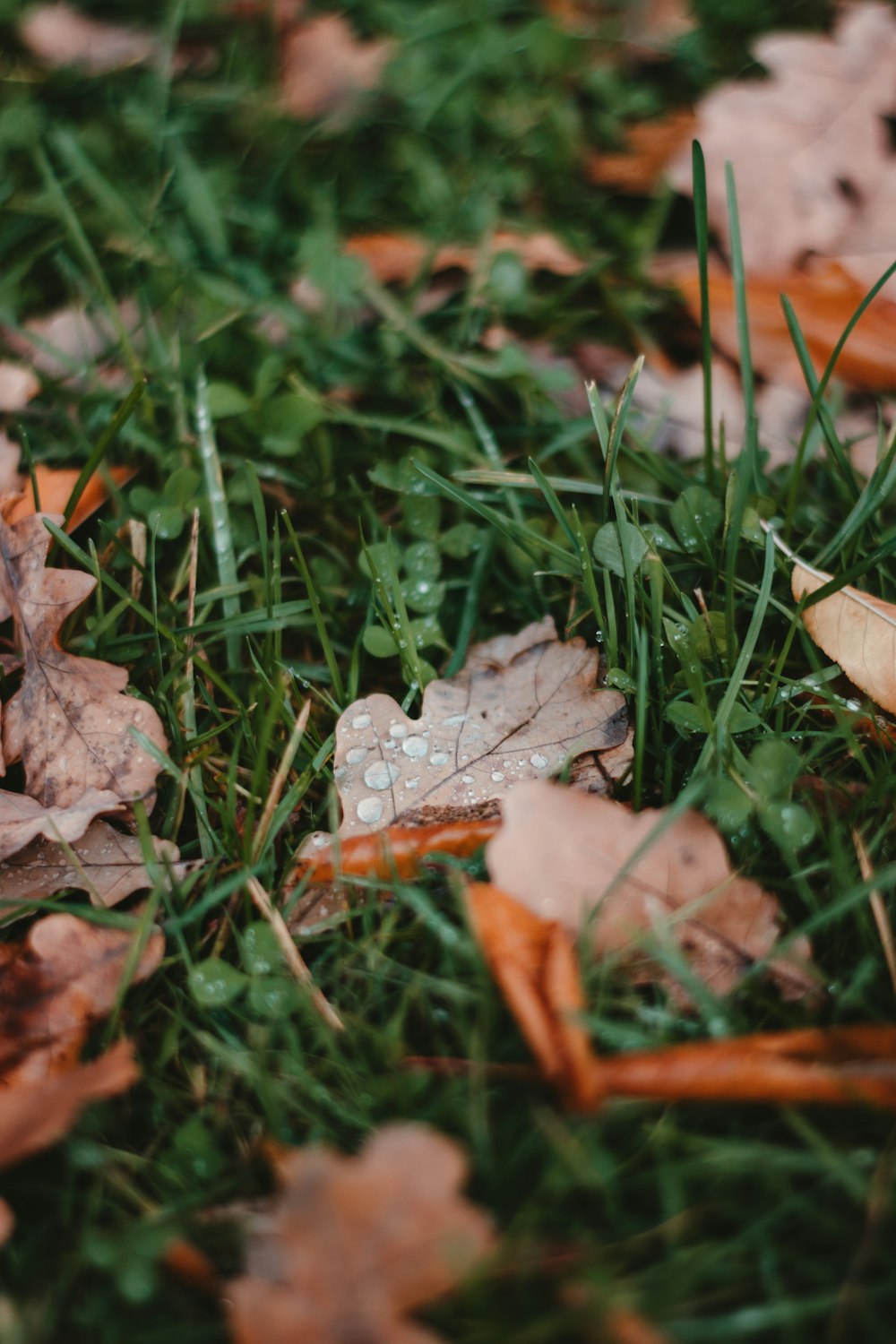 white and brown maple leaf on green grass during daytime