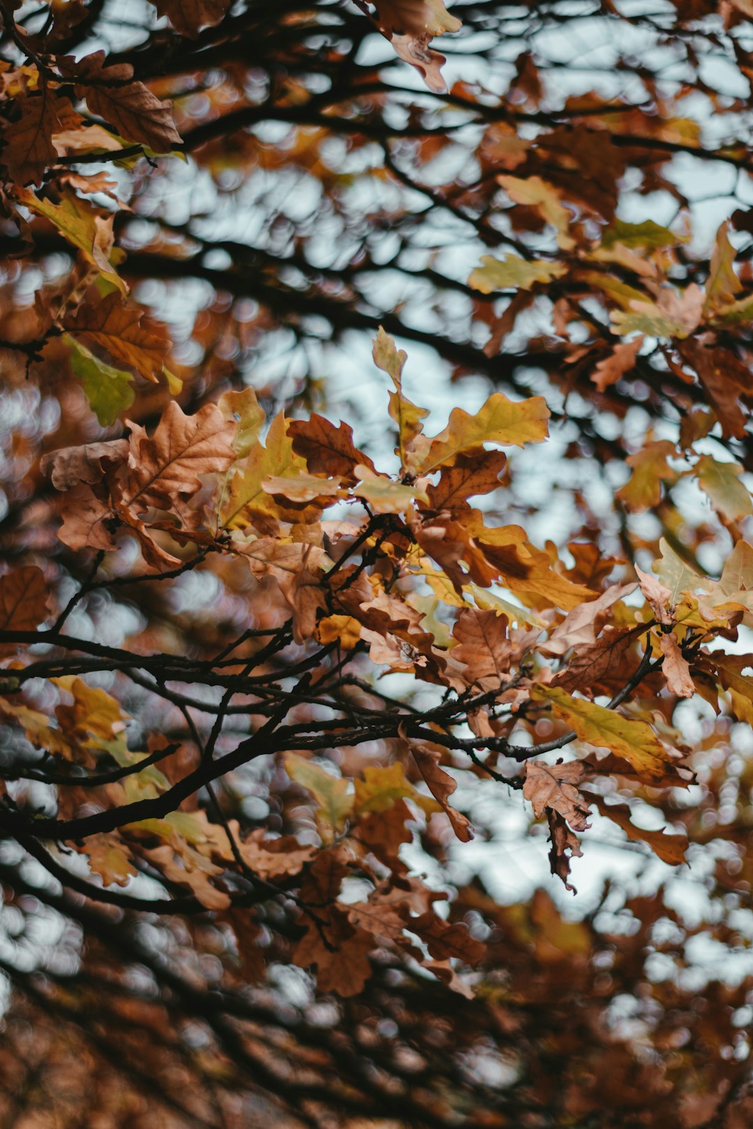 brown leaves on tree branch