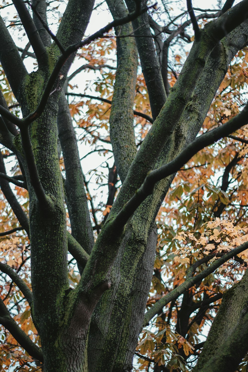 brown leaves on tree branch during daytime