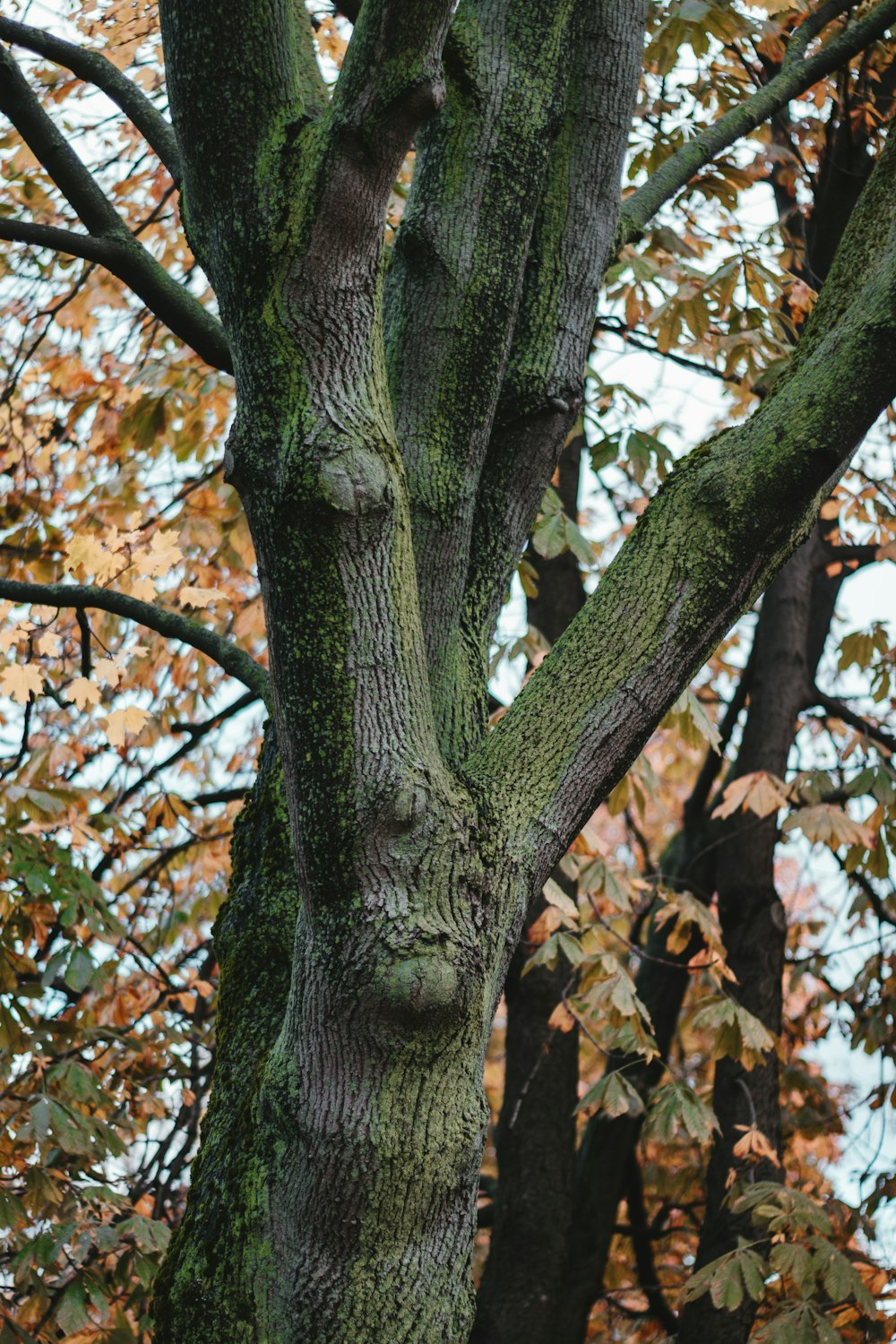 brown and green tree during daytime