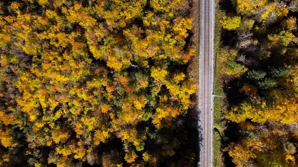 yellow and green leaf trees