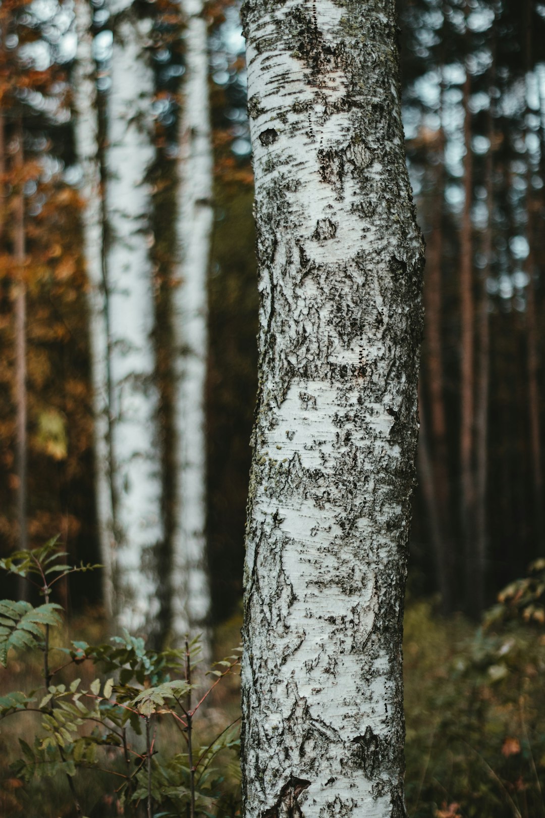 white and black tree trunk