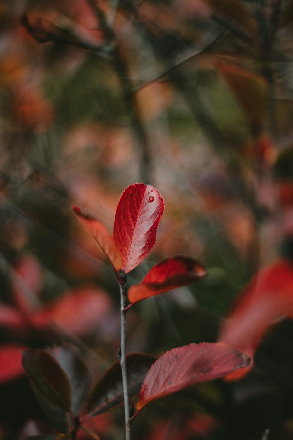 red leaf in tilt shift lens