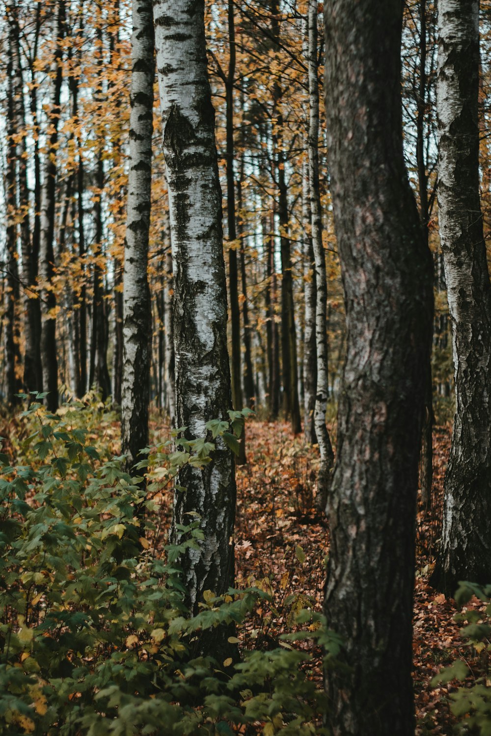 a forest filled with lots of trees and leaves