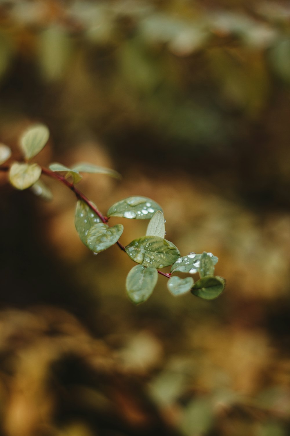 green leaves with water droplets