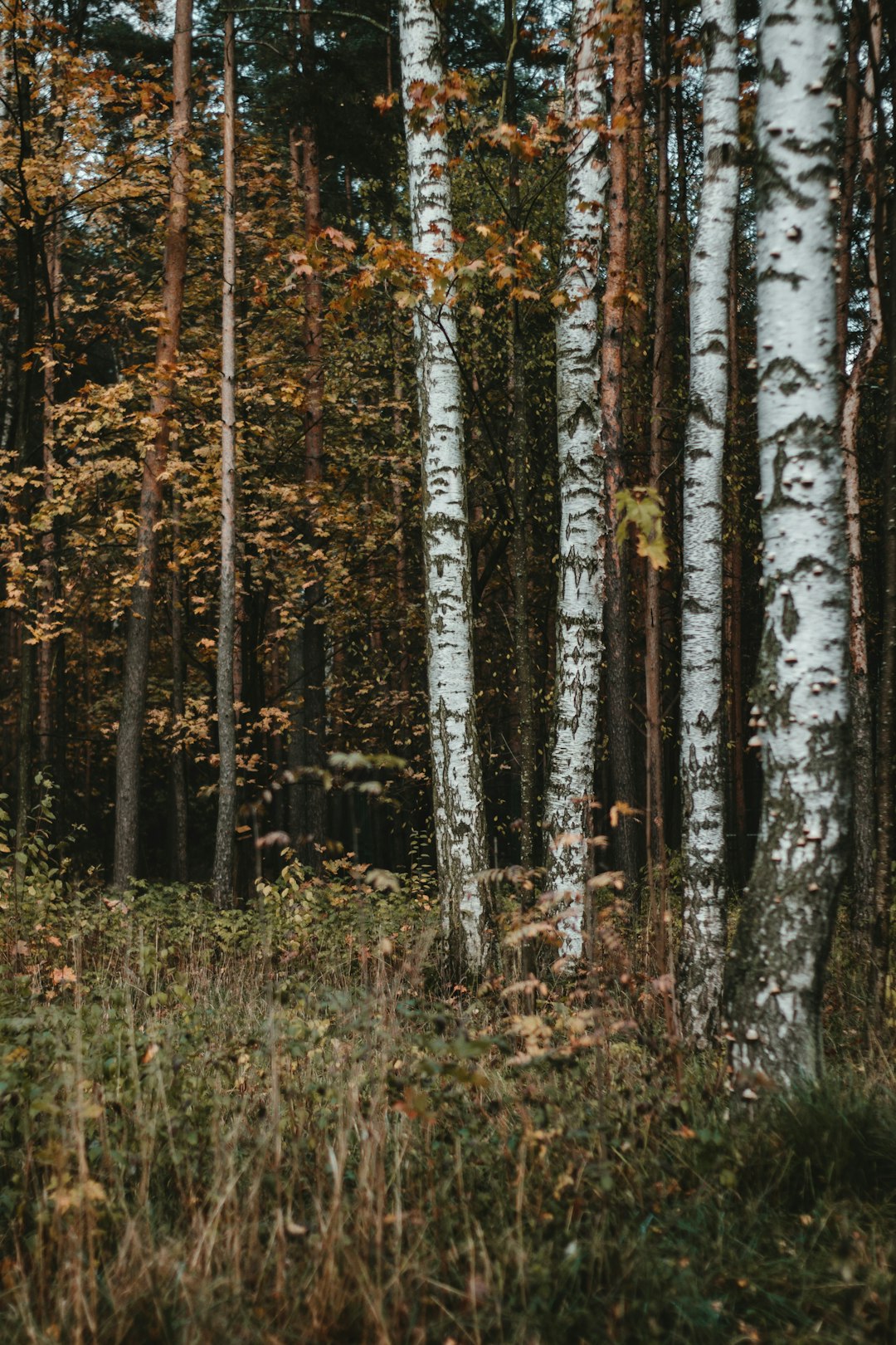 green and brown trees during daytime