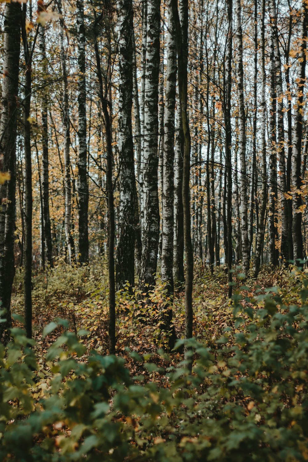 brown trees and green plants