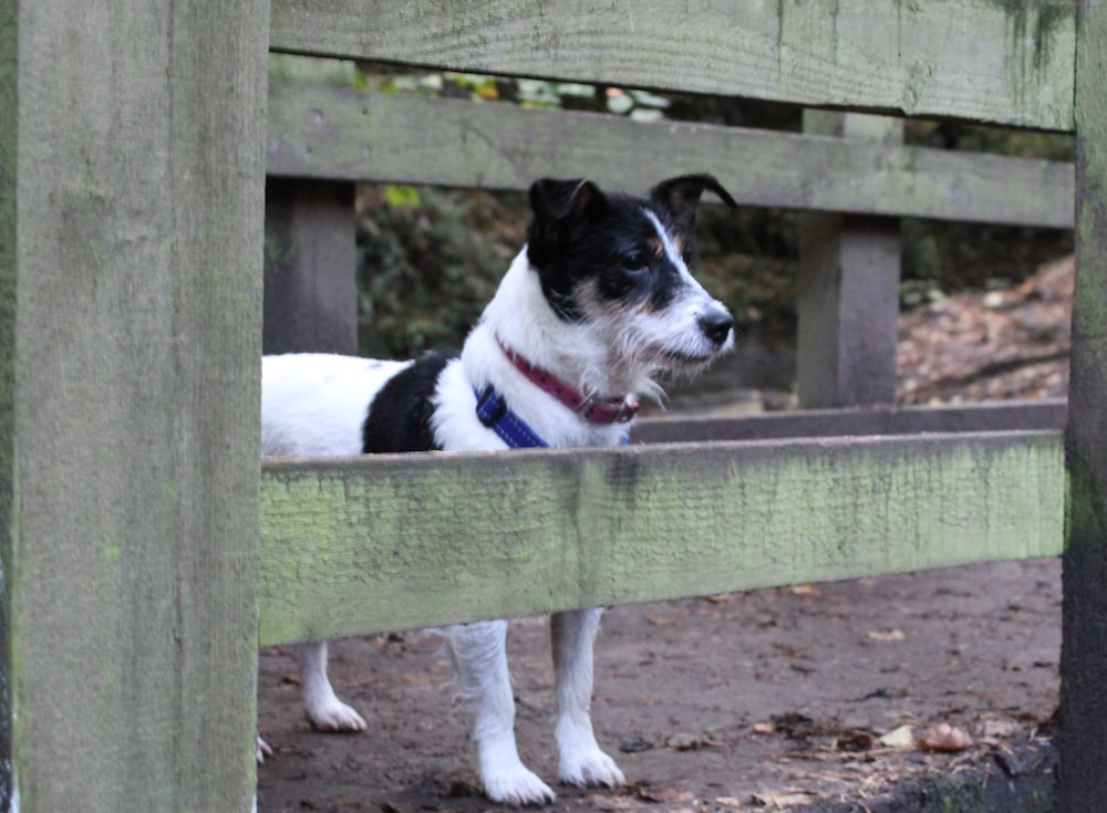 black and white short coated dog on brown wooden fence during daytime