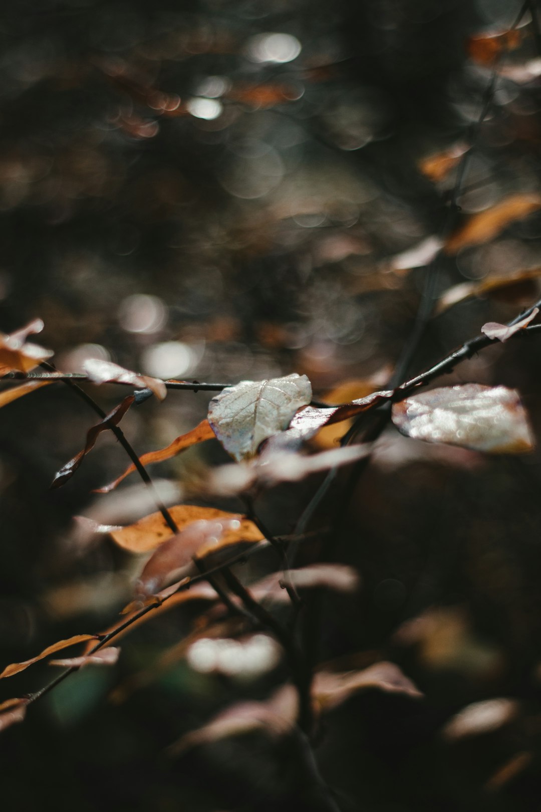 brown and white leaf plant