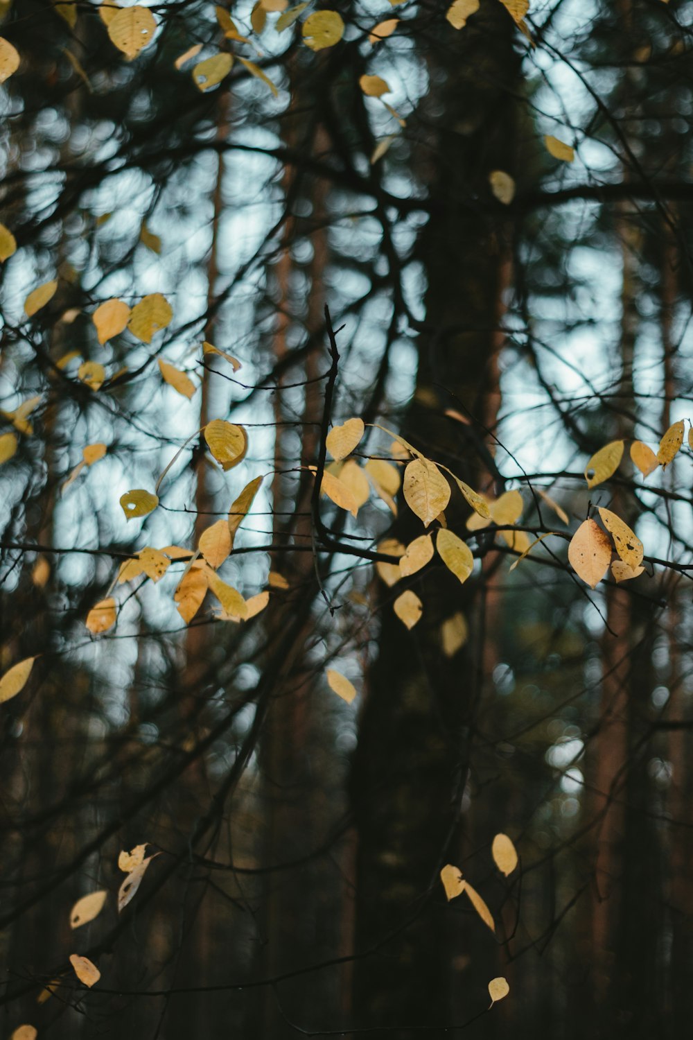 yellow leaves on brown tree branch