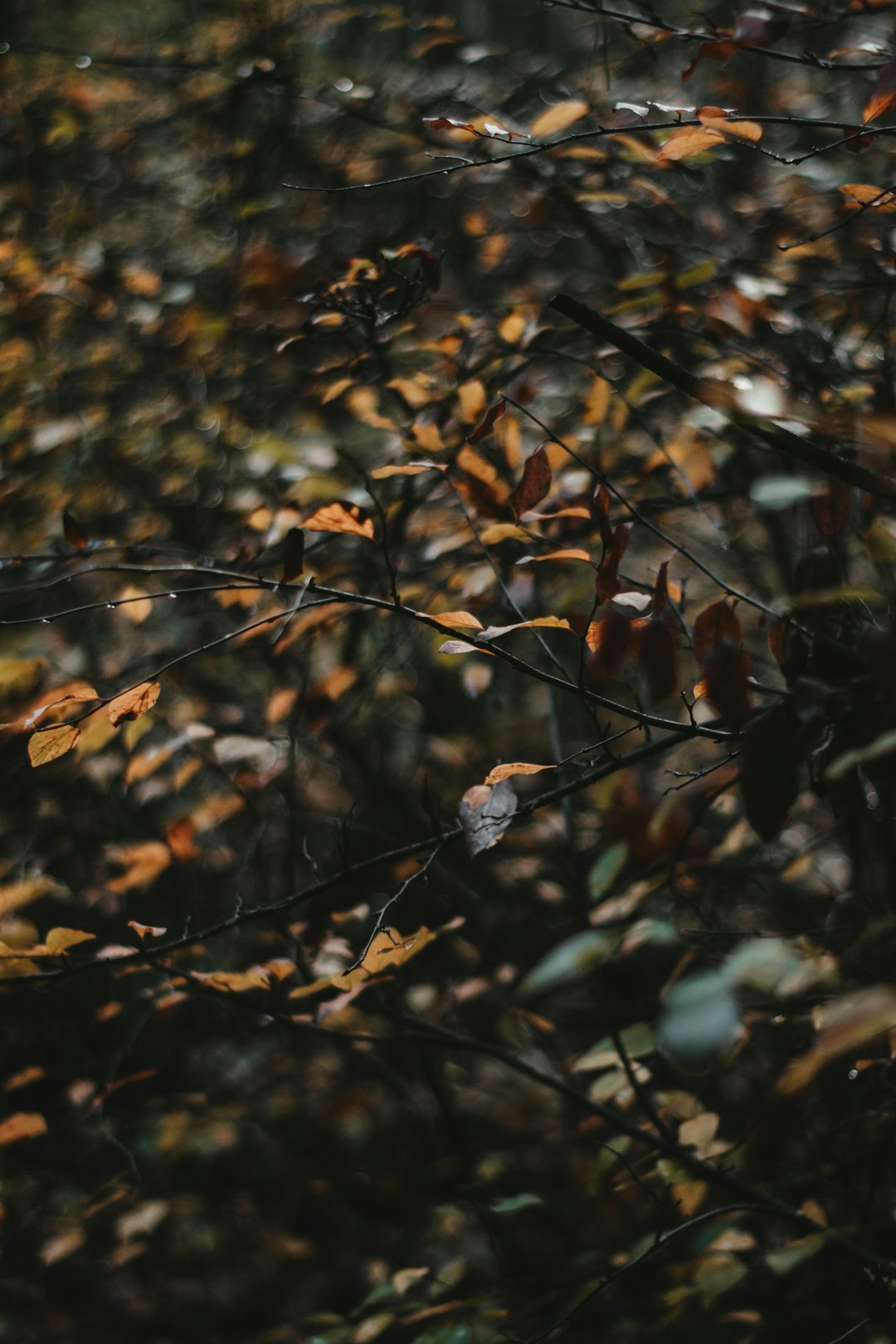 brown dried leaves on brown tree branch