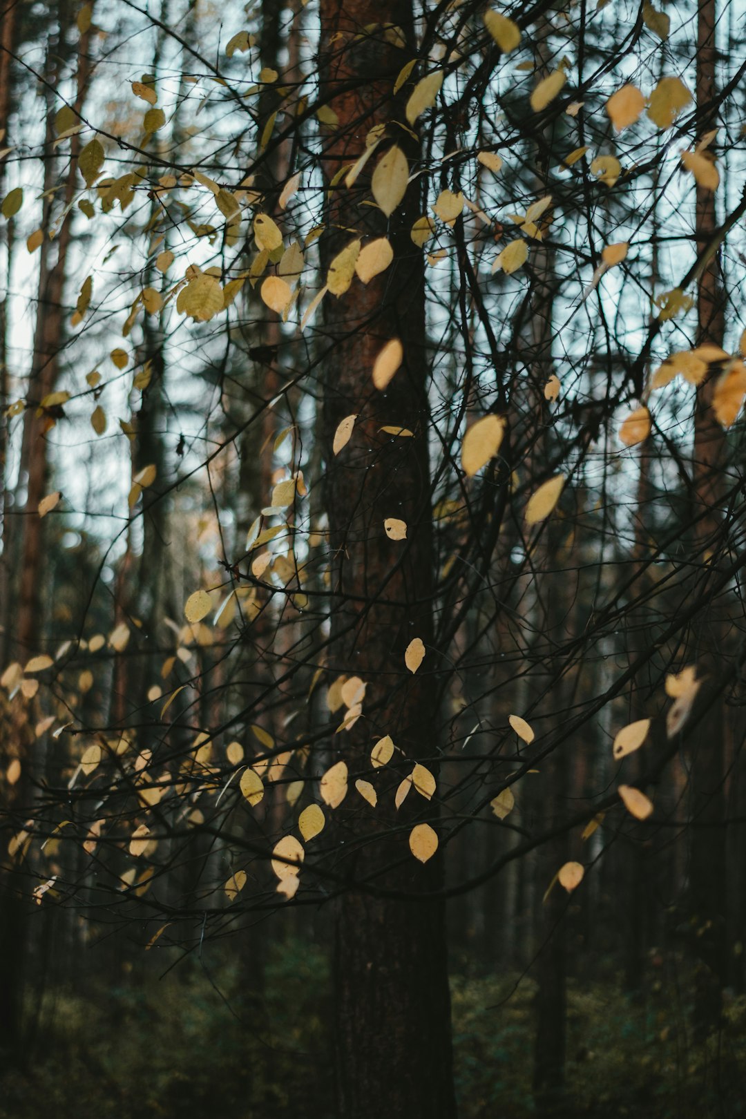 brown tree branches during daytime