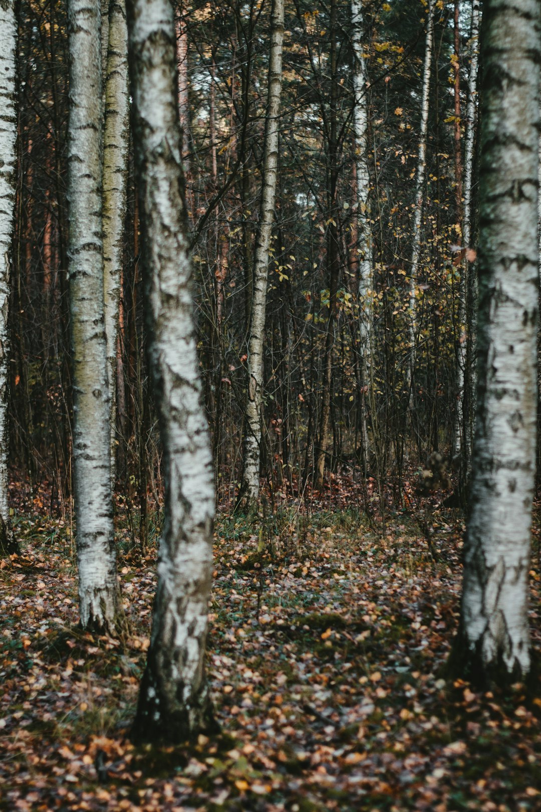 brown and green trees during daytime