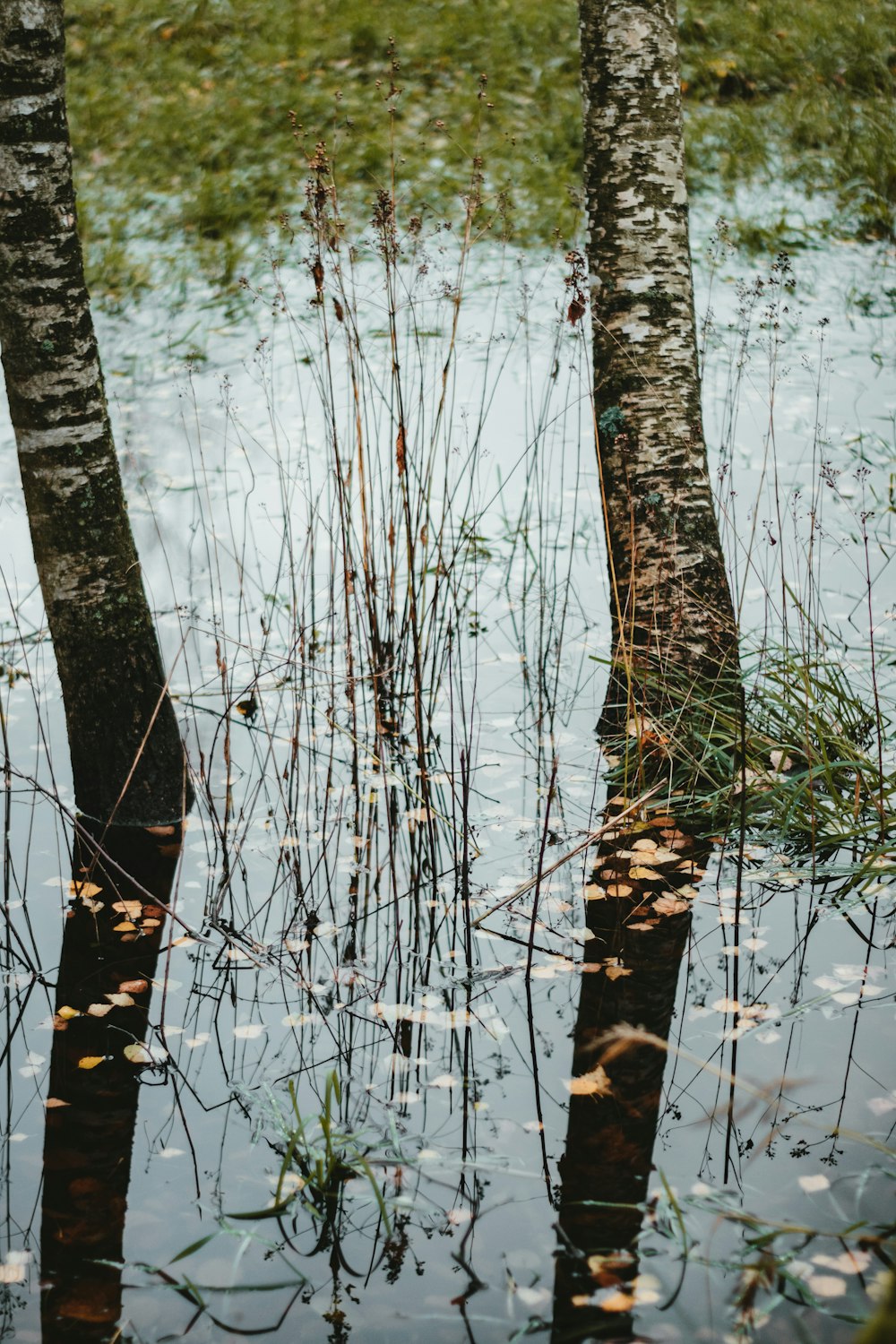 brown tree trunk on body of water