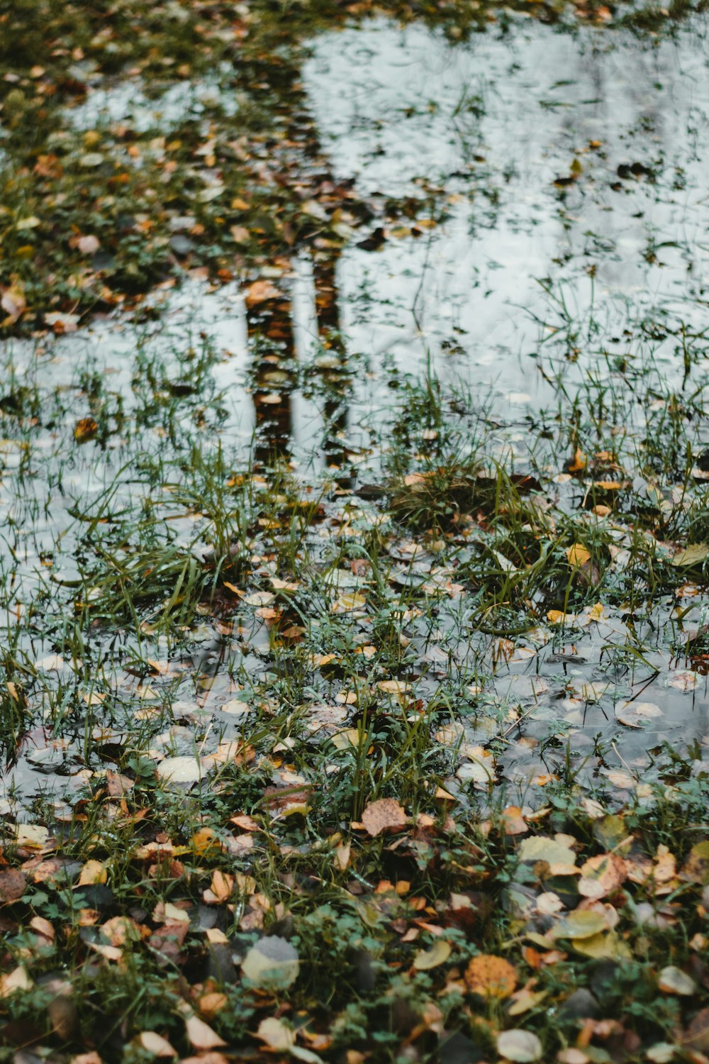 white and green leaves on water