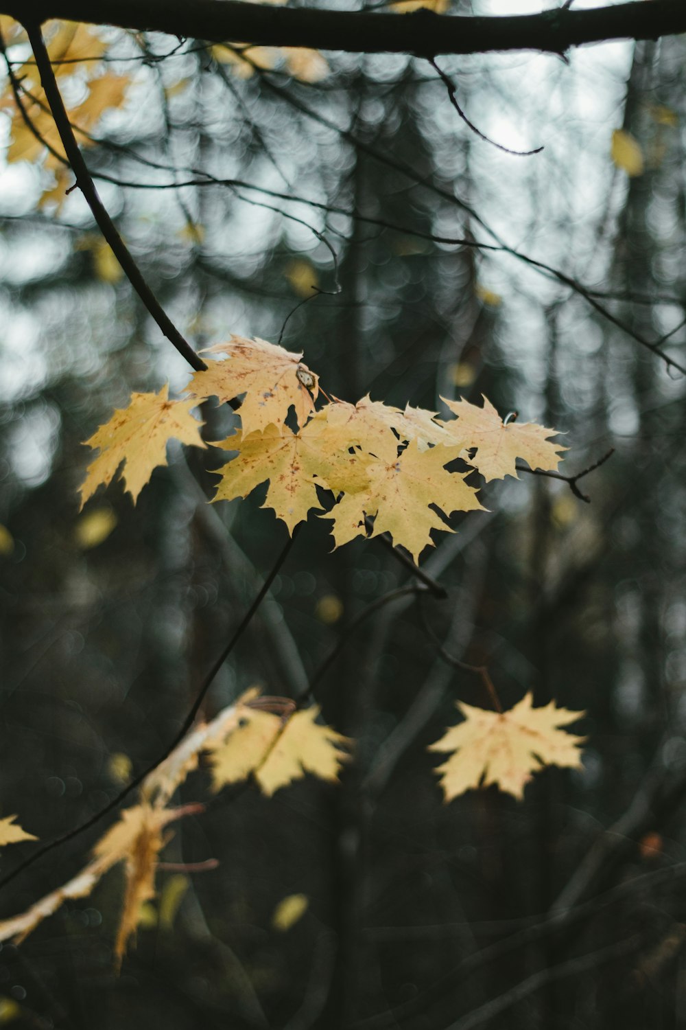 yellow maple leaf in tilt shift lens