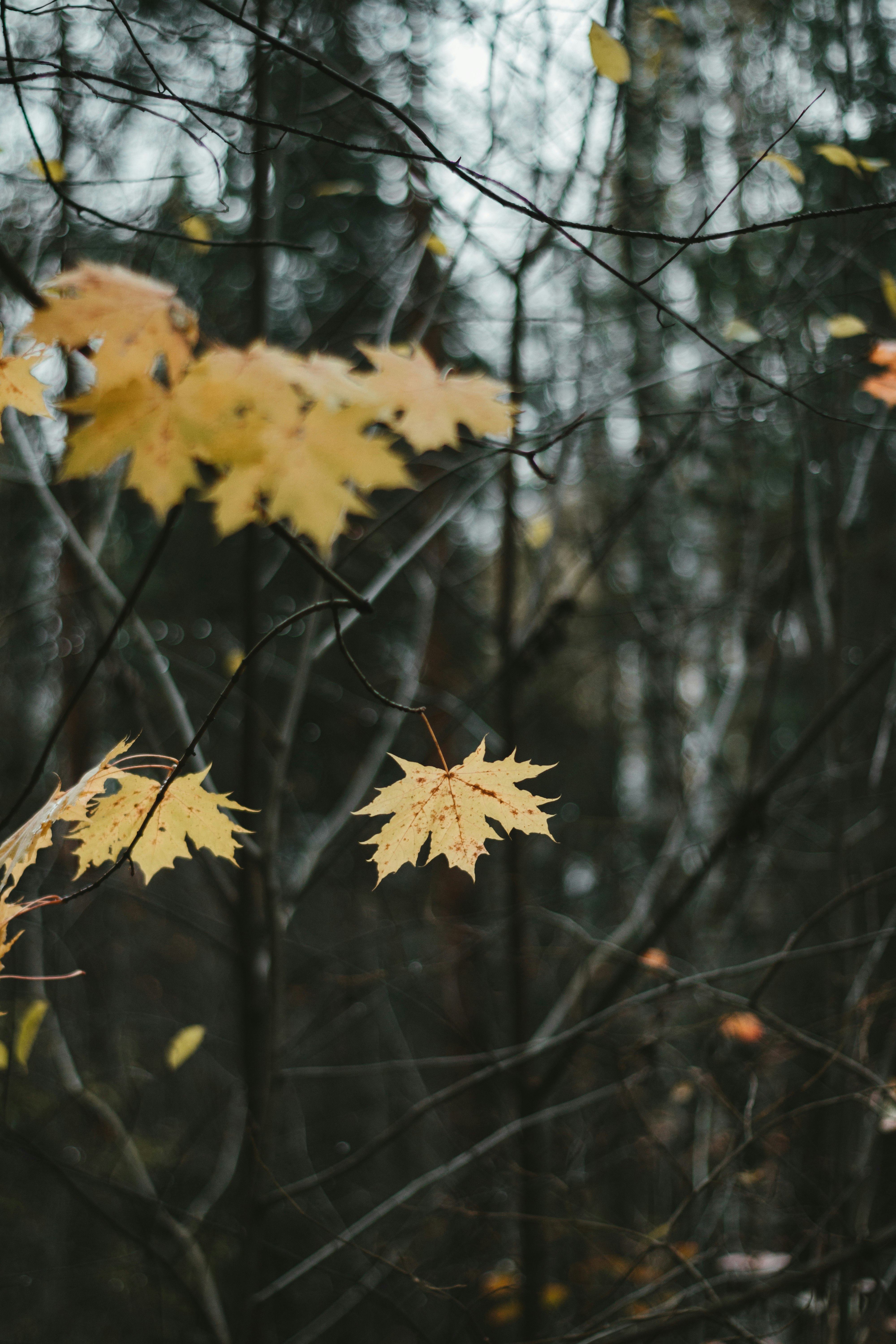 yellow maple leaf on brown tree branch