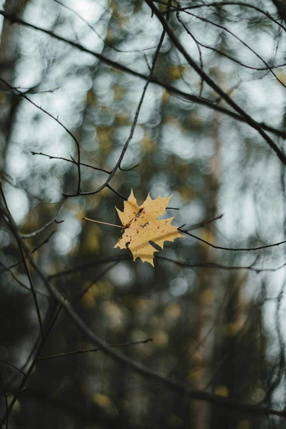 feuille d’érable brune sur branche d’arbre brune