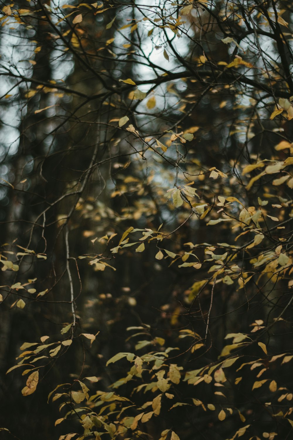 yellow leaves on tree branch