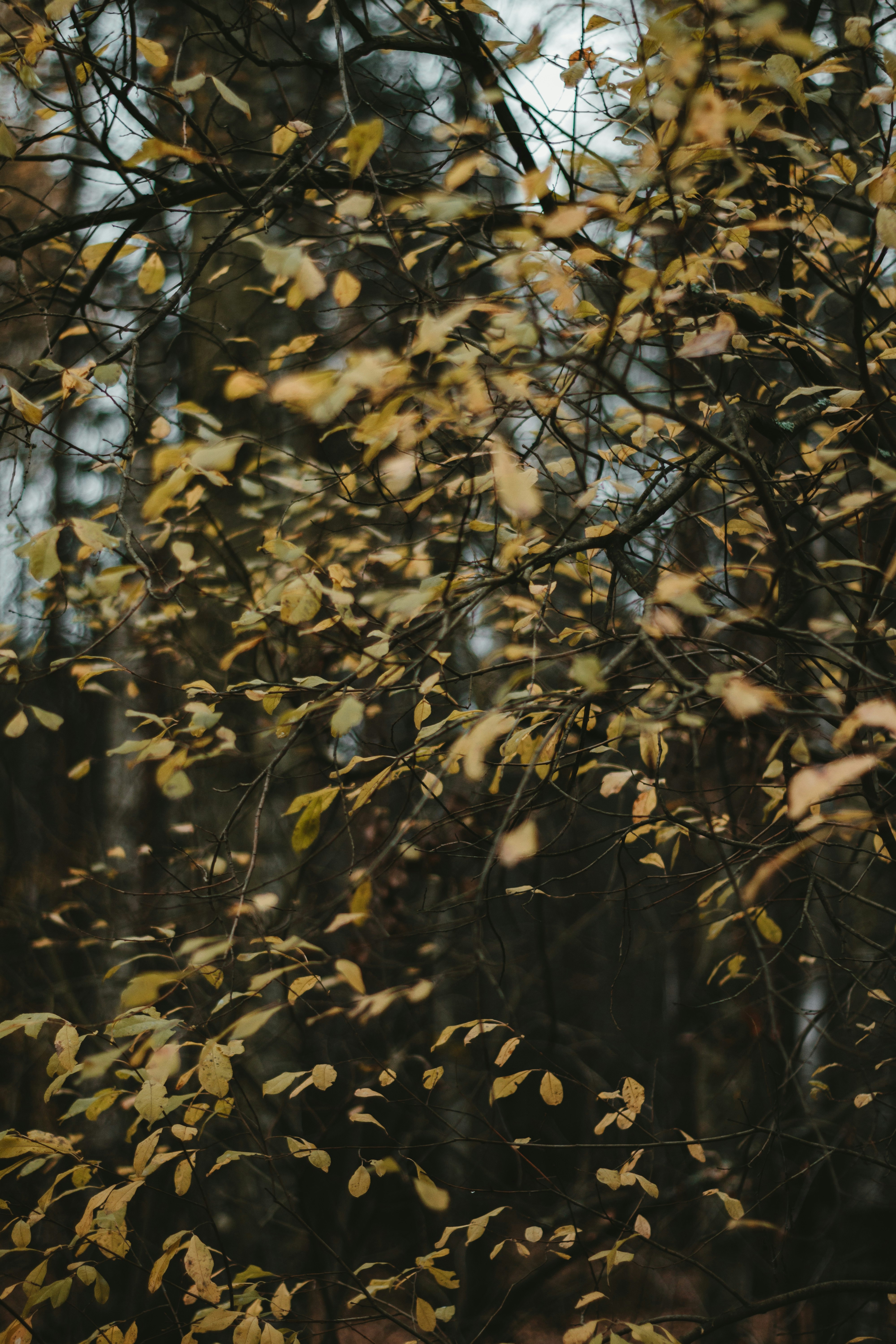 yellow leaves on tree branch