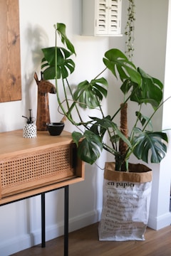 A stylish indoor setting features a large green monstera plant placed in a paper bag planter with text on it. The plant is positioned next to a wooden cabinet with black metal legs, showcasing a wicker front. The cabinet's surface displays decorative items, including a tall giraffe-shaped ornament, a small black bowl, and a white ceramic vase with black polka dots. Light is gently illuminating the scene, highlighting the natural textures and colors.