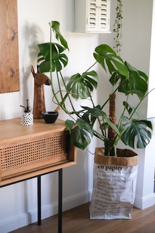 A stylish indoor setting features a large green monstera plant placed in a paper bag planter with text on it. The plant is positioned next to a wooden cabinet with black metal legs, showcasing a wicker front. The cabinet's surface displays decorative items, including a tall giraffe-shaped ornament, a small black bowl, and a white ceramic vase with black polka dots. Light is gently illuminating the scene, highlighting the natural textures and colors.
