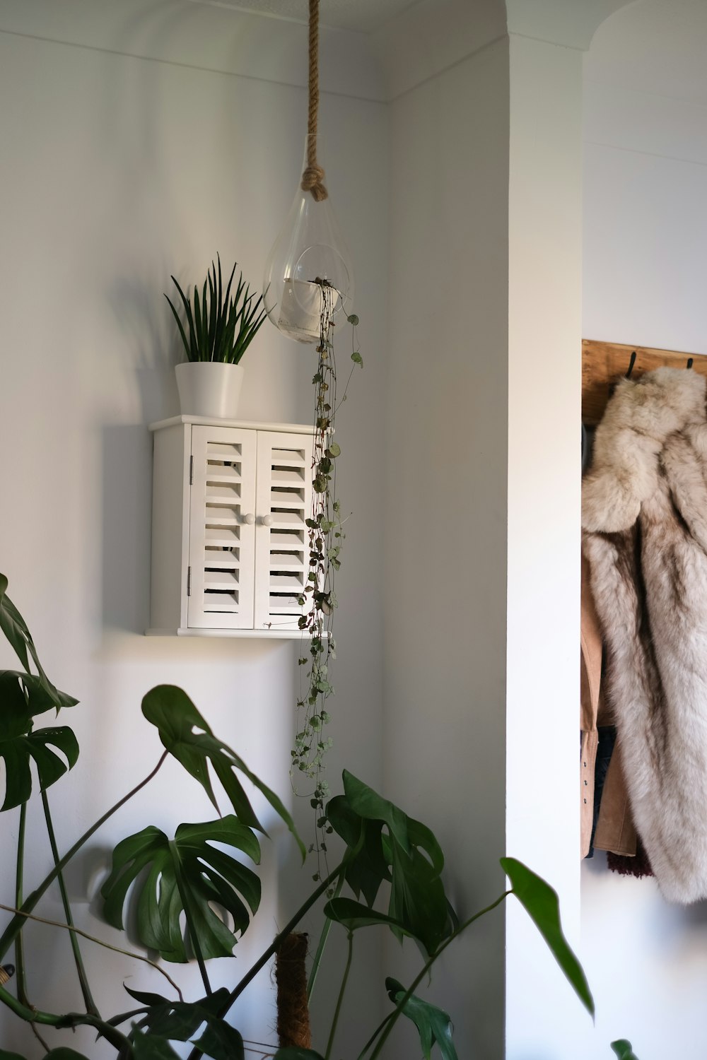 green plant near white wooden window