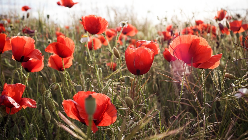 red flowers on brown grass during daytime