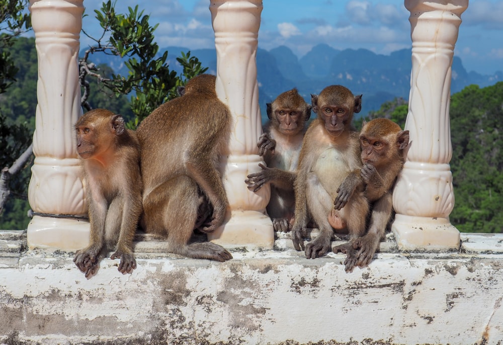 monkey sitting on white concrete wall during daytime