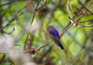 A vibrant lilac-breasted roller perched on a branch with lush greenery behind