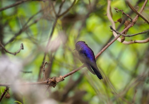 A vibrant purple sunbird perched delicately on a flowering branch in the Gir Jungle.