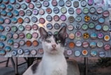 A black and white cat is sitting in front of a colorful display made of bottle caps attached to a metal board. The caps have various designs and text on them, creating a mosaic-like background. The cat looks directly at the camera with a calm expression.